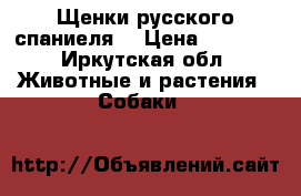 Щенки русского спаниеля  › Цена ­ 5 000 - Иркутская обл. Животные и растения » Собаки   